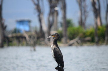 Seagull Staring lonely