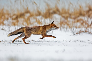 Fototapeta na wymiar red fox (Vulpes vulpes) very fast running on a snowy plain with a background of dry grass