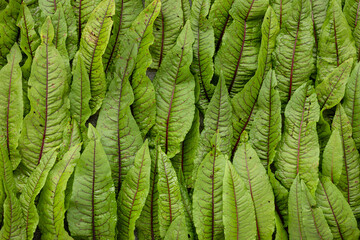 Leafy vegetables background. Fresh bloody dock (Rumex sanguineus) leaves forming natural leaves pattern.