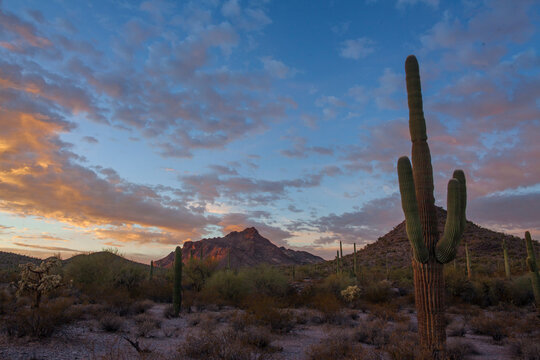 Desert landscape with Saguaro cactus and rugged mountains © jn14productions