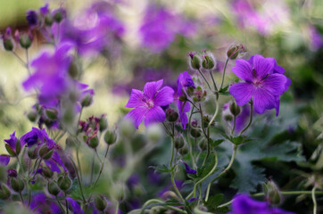 blue flowers