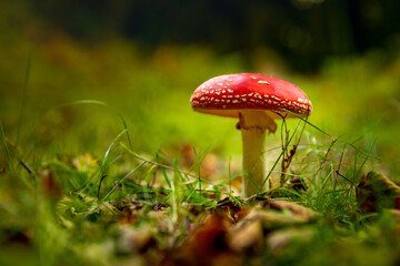 Amanita mushroom