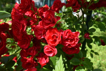 bush of blooming roses in sunny weather