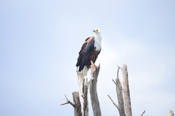 Bald Eagle with a clear sky background