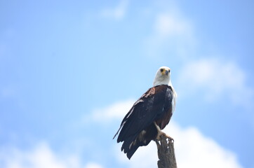 Bald Eagle with a clear sky background