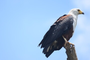 Bald Eagle with a clear sky background