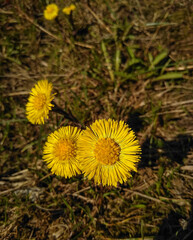 Yellow flowers in early spring in sunlight. 