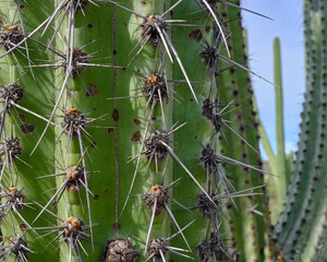 Cactus de zona de Tierra Caliente en Michoacan
