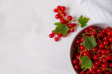 Red currant on gray background with space for text 