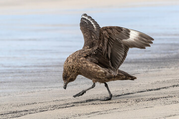 Falkland Skua courtship display