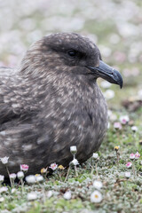 Falkland Skua portrait