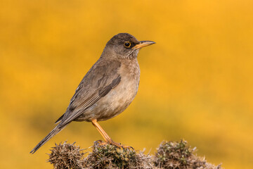 An adult Falkland Thrush