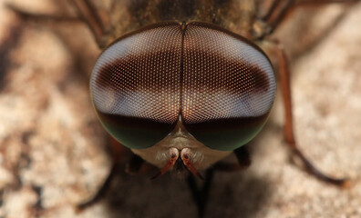 close up of a fly