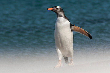 Obraz premium Gentoo Penguin walking through a sandstorm