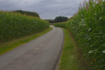 Straße durch ein Maisfeld