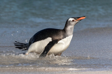 Gentoo Penguin running ashore