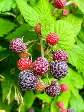 Raspberry and Blackberry Hybrid. juicy ripening berries of loganberry. Tayberry.
