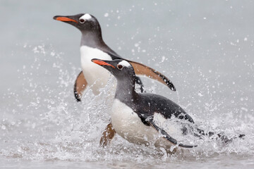 A pair of Gentoo Penguin running out of the shore