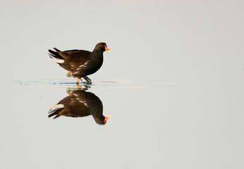 Common Moorhen, Bahrain