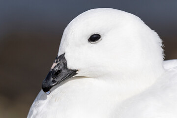 Kelp Goose male - portrait