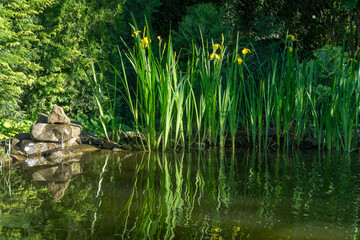 Fototapeta na wymiar Beautiful view of the sunny garden pond with green high irises reflected in water. Large stones with small waterfall. There is a place for text. Selective focus.