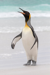 Fototapeta na wymiar King Penguin calling