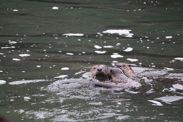 Fototapeta premium River Otter Family Playing in Ocean