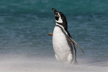 Obraz premium Magellanic Penguin shake down