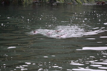 Fototapeta premium River otter family playing in ocean
