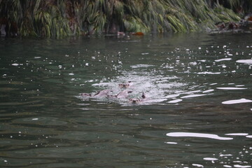 River otter family playing in ocean