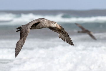 Northern Giant Petrel in flight