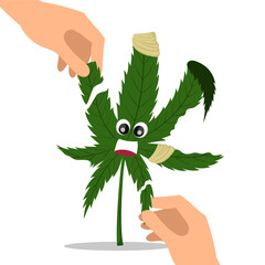 Hands tear a cannabis leaf.