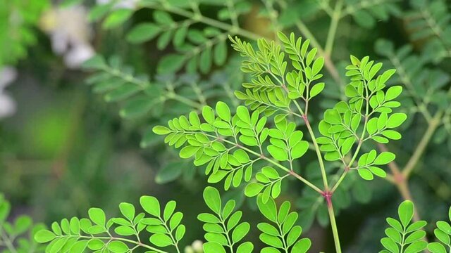 Fresh Moringa leaves background