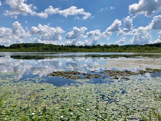 White Clouds and Blue Sky Reflected in Glacial Kettle Lake with Lily Pads and Water Lilies in Water and Line of Trees Growing in Horizon Line