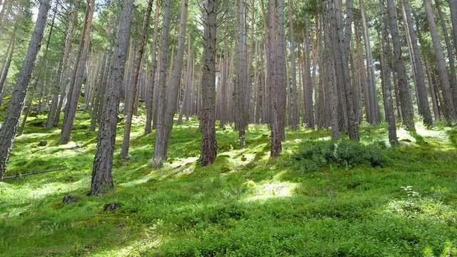 Bosque en primavera por luz suave 4k