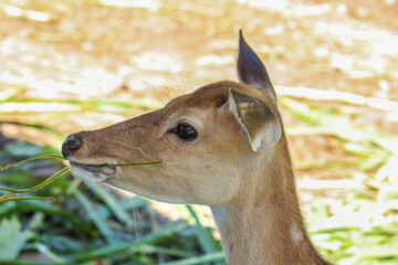 Chital,Spotted deer standing in the zoo.
