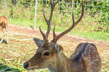 Chital,Spotted deer standing in the zoo.