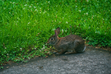 rabbit in the grass