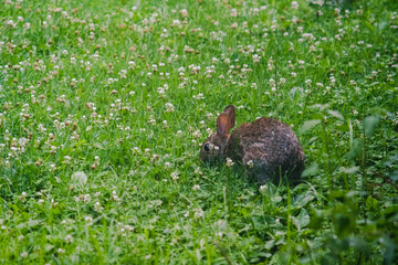 rabbit in the grass