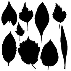 Black various forest leaves set. Isolated tree branches and herbs leaf or foliage silhouette. Made of real live plants. Vector.