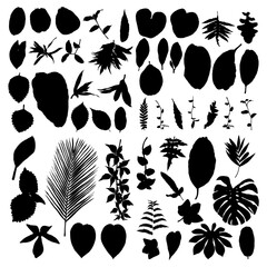 Black various forest leaves set. Isolated tree branches and herbs leaf or foliage silhouette. Made of real live plants. Vector.