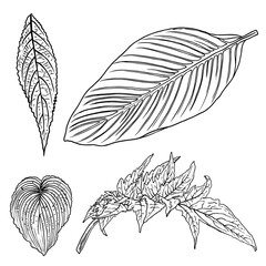 Obraz premium Tropical domestic leaves collection. Isolated fern elements on white background set. Jungle forest home exotic leaf, twig, and branches foliage, natural real live leaves, herbs drawing. Vector.
