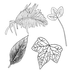 Hand drawn botanical leaves branches and fern. Domesticated home floral design elements. Drawing sketches for wedding invitations and summer sale banners. Vector.