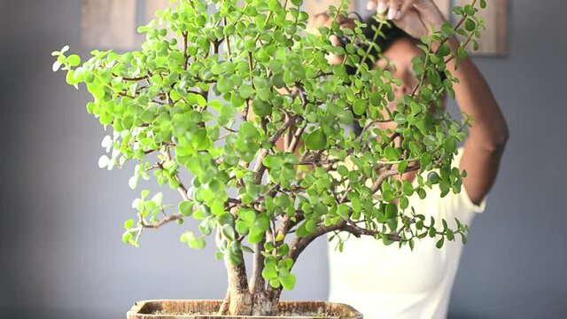 Black woman pruning a succulent plant called Portulacaria afra "Elephant Bush"  (commonly known as Jade plant) in a Bonsai style.