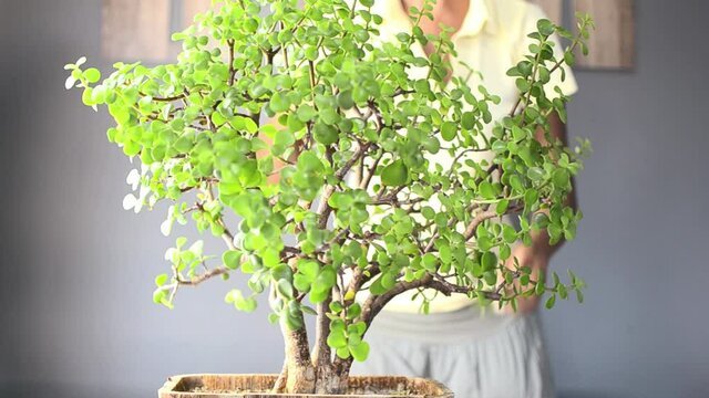 Black woman pruning a succulent plant called Portulacaria afra "Elephant Bush"  (commonly known as Jade plant) in a Bonsai style.