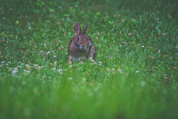 rabbit in the grass