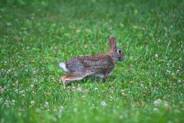 rabbit in the grass