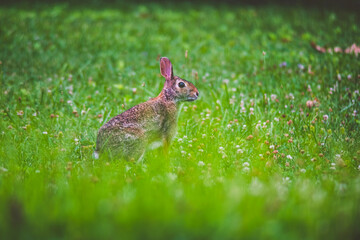 rabbit in the grass
