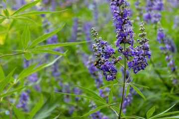 lavender flowers in the field