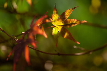 Roter Fächerahorn Acer palmatum im Gegenlicht